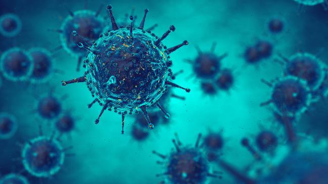 Viren im infizierten Organismus Viren im infizierten Organismus